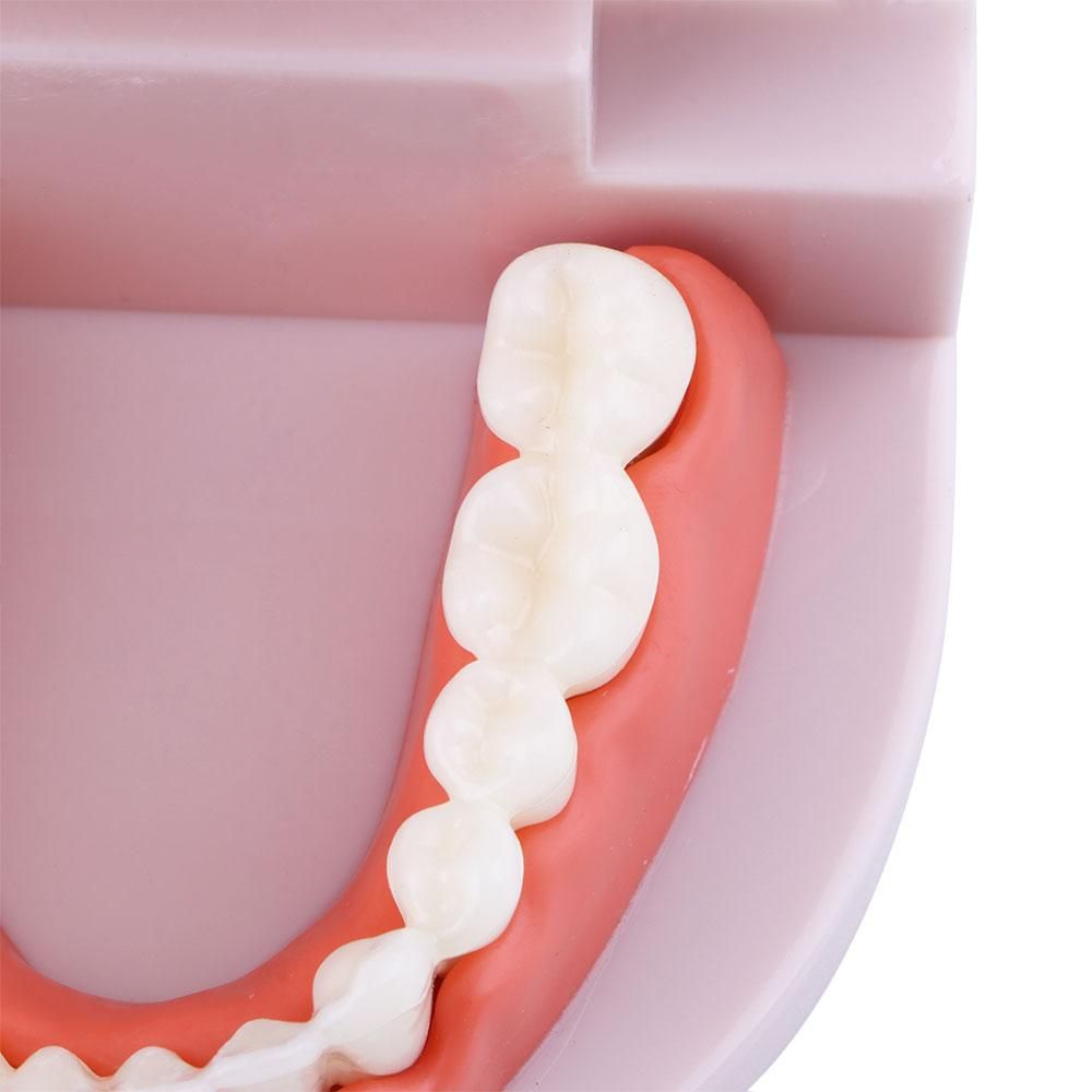 Medical Lab Study - Lab Adult Oral Education Typodont Demonstration
