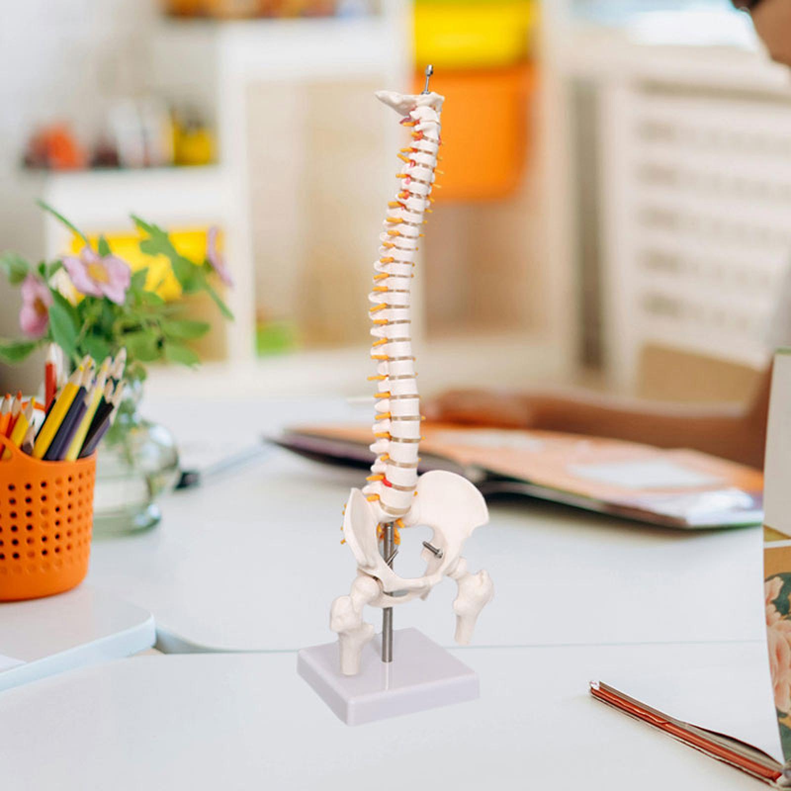 Spine Model Education Tool Lea - đánh giá và giá Medical Lab Study