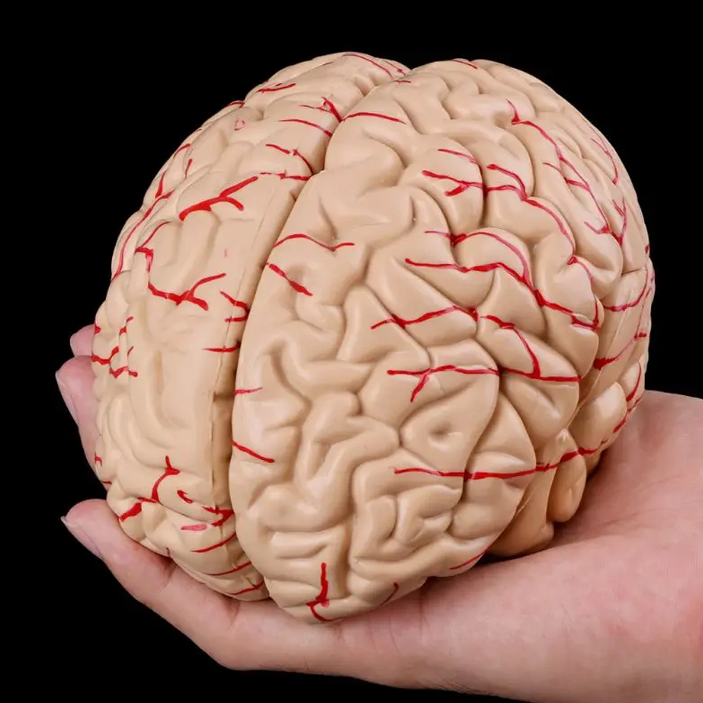 Man Woman Brain Model Life Siz - đánh giá và giá Medical Lab Study