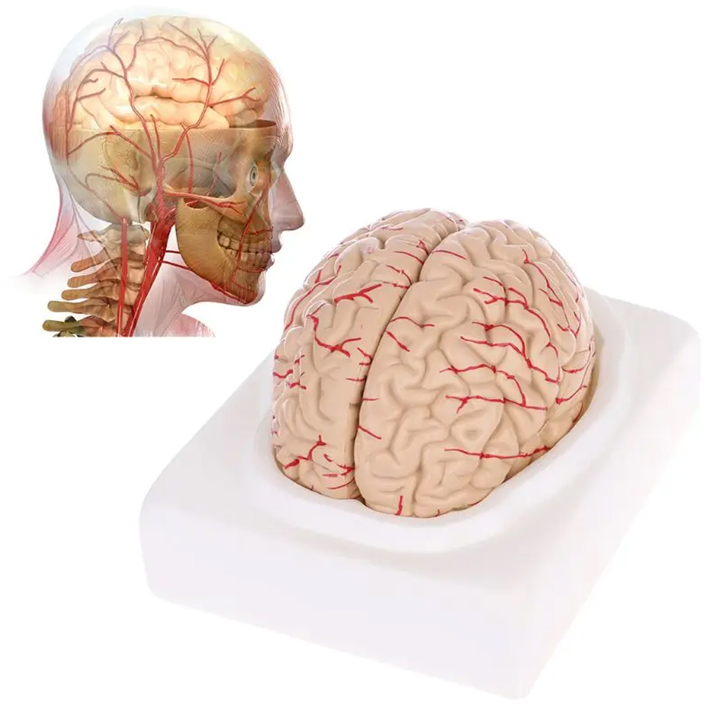 Man Woman Brain Model Life Siz - đánh giá và giá Medical Lab Study