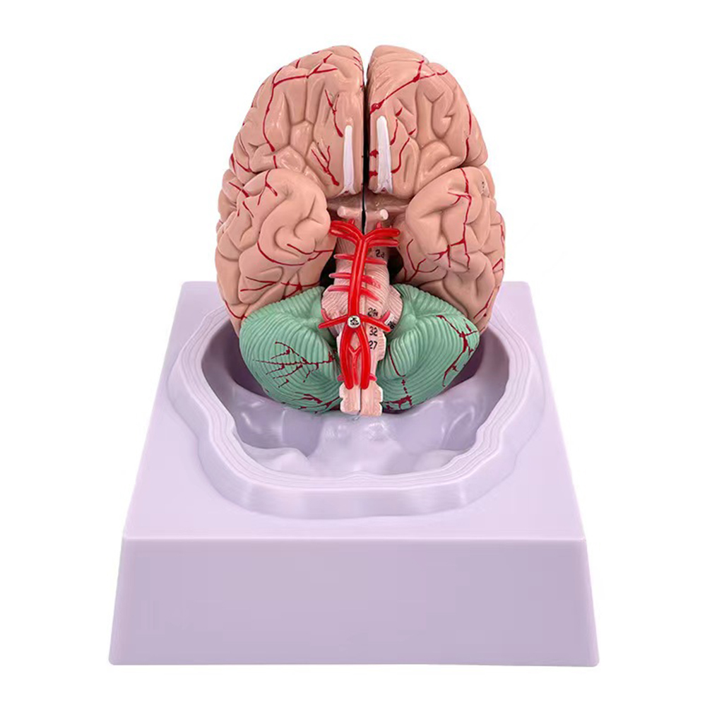 Man Woman Brain Model Life Siz - đánh giá và giá Medical Lab Study