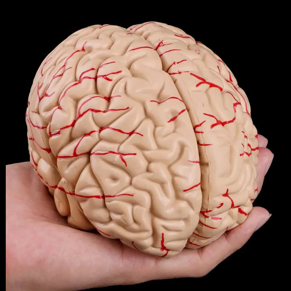 Human Life Size Brain Anatomy  - đánh giá và giá Medical Lab Study
