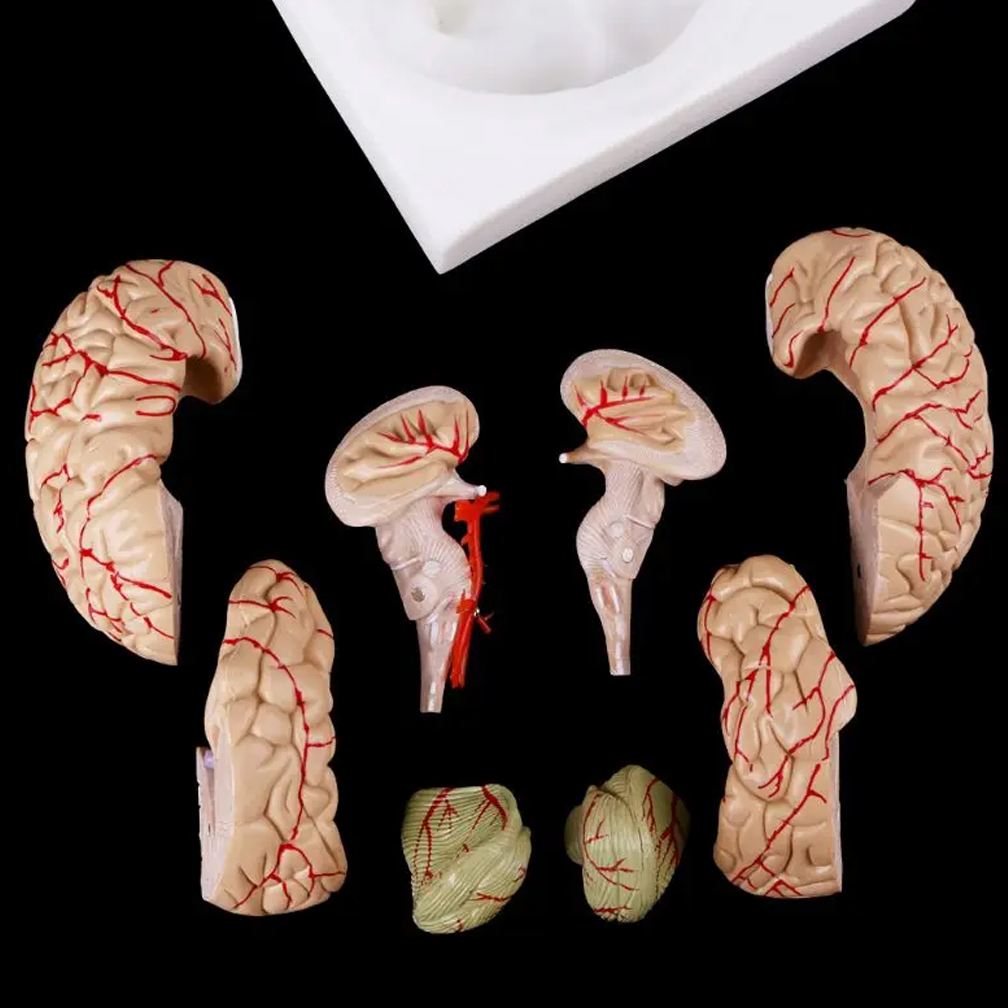Human Life Size Brain Anatomy  - đánh giá và giá Medical Lab Study