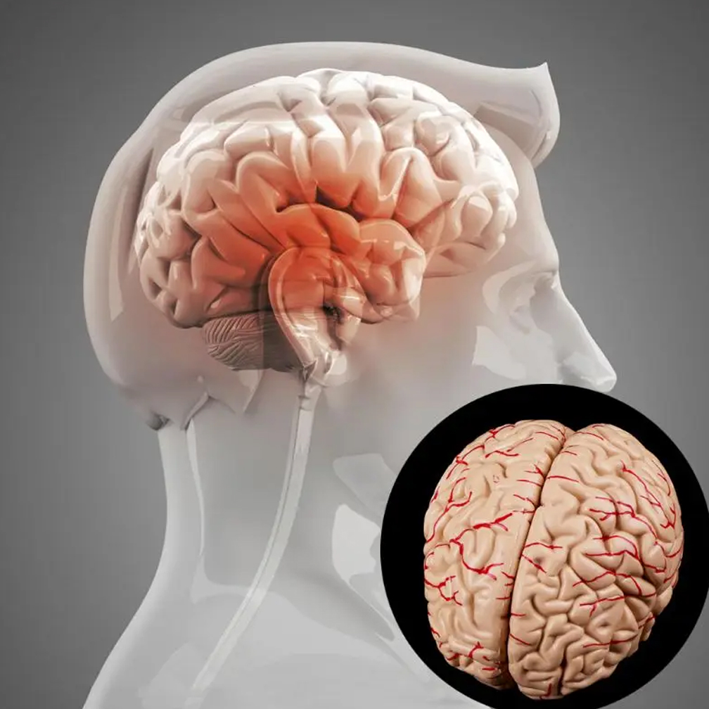 Human Life Size Brain Anatomy  - đánh giá và giá Medical Lab Study
