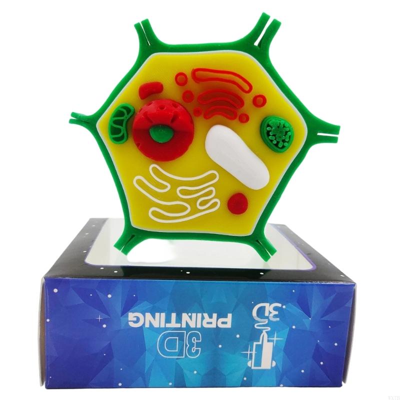 Mô hình giải phẫu tế bào thực  - đánh giá và giá Medical Lab Study