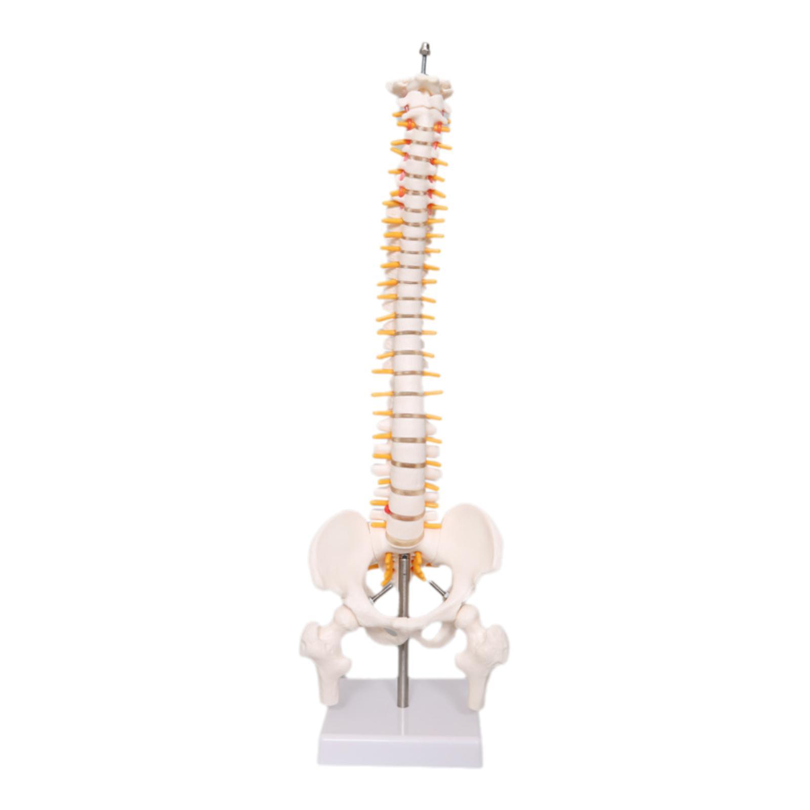 Human Spine Model 17.7inch for - đánh giá và giá Medical Lab Study