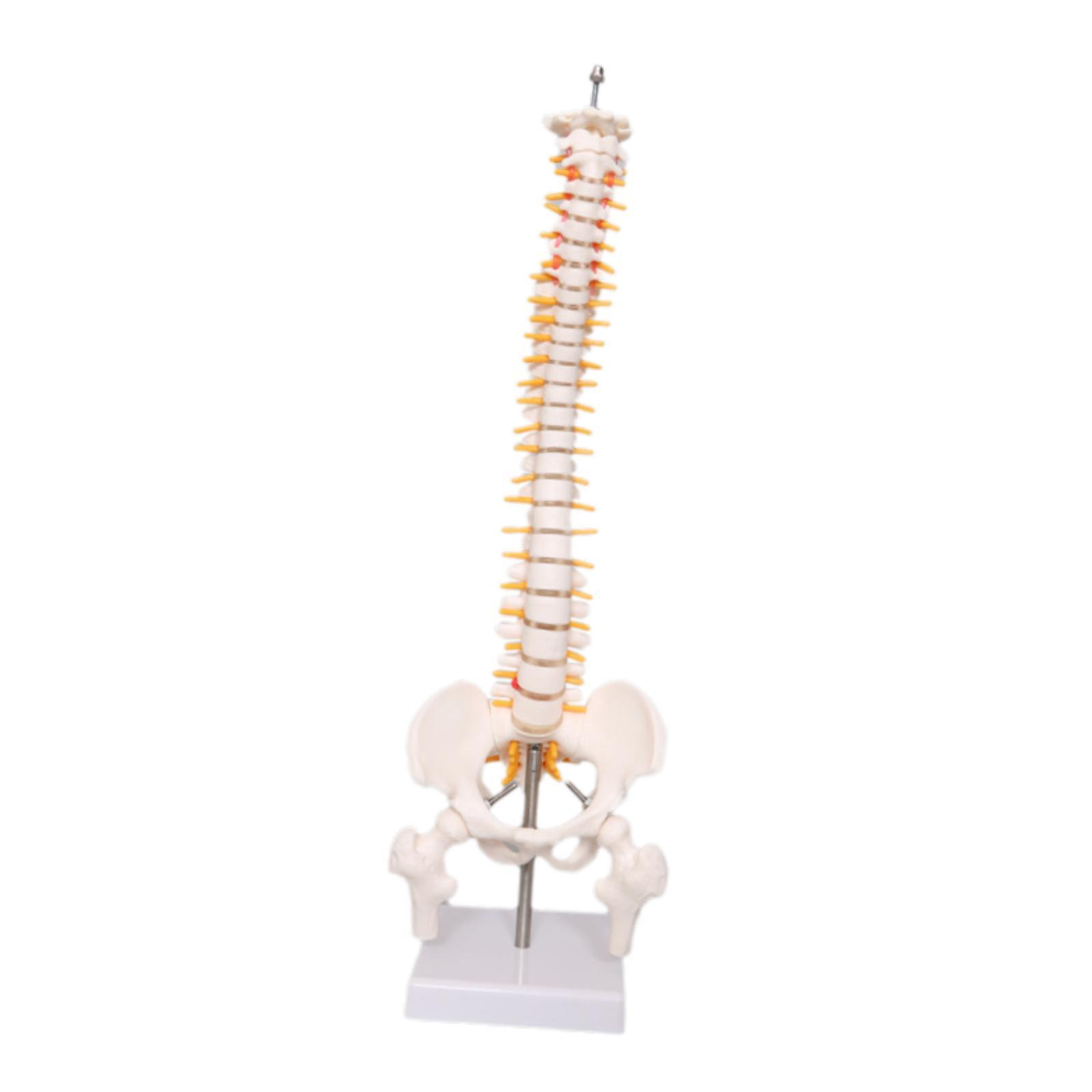 Human Spine Model 17.7inch for - đánh giá và giá Medical Lab Study