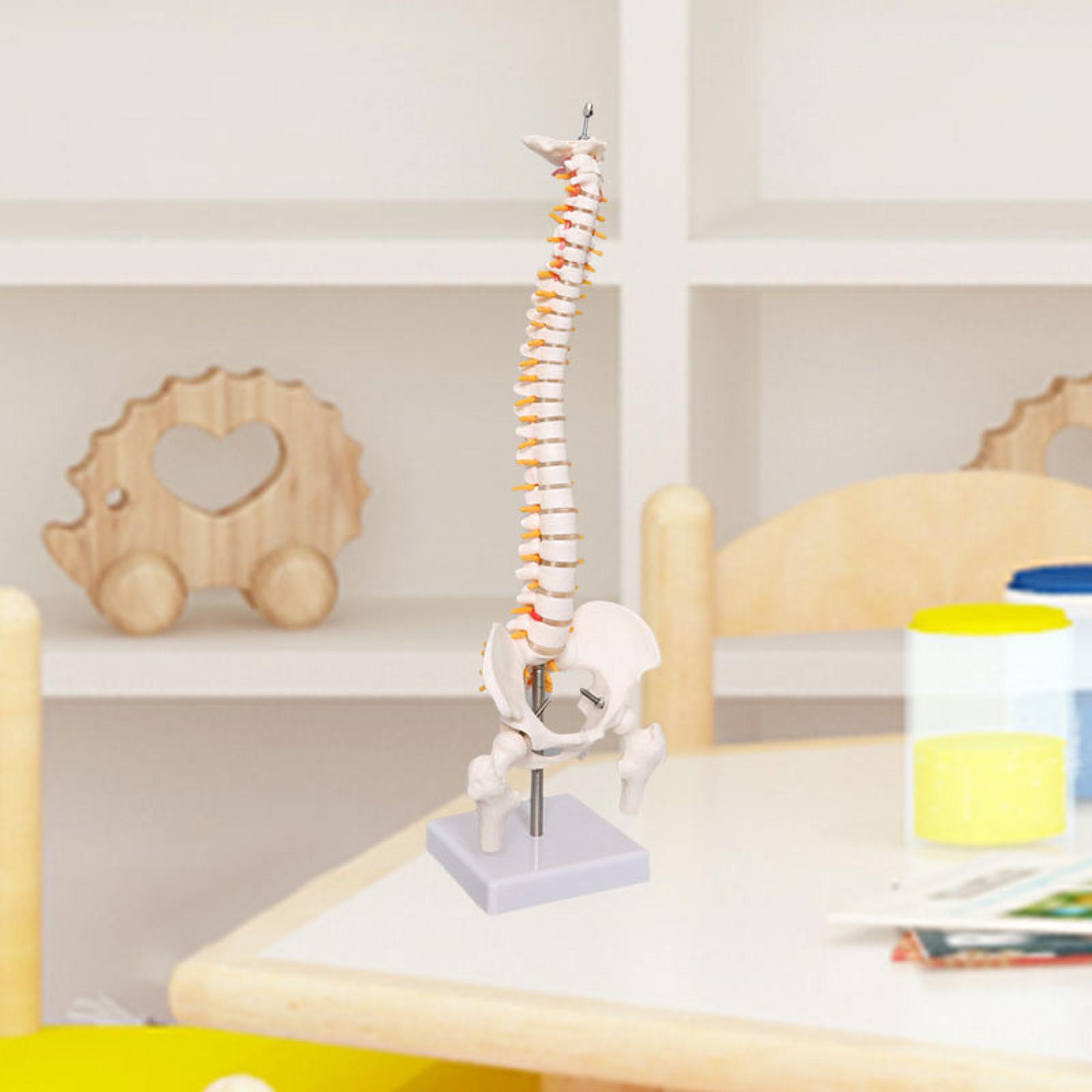 Human Spine Model 17.7inch for - đánh giá và giá Medical Lab Study