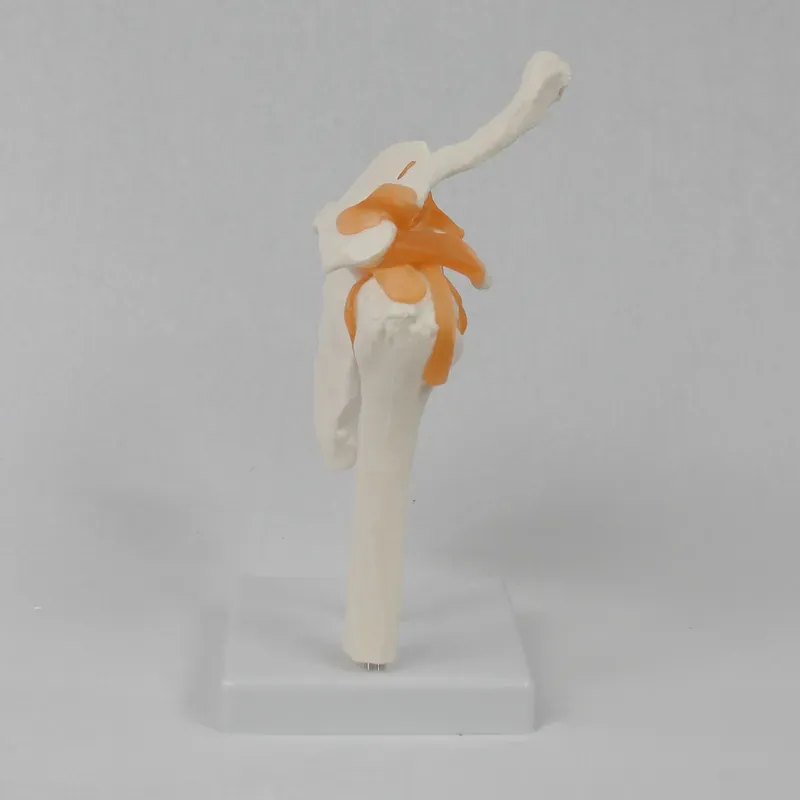 Functional Shoulder Joint Mode - đánh giá và giá Medical Lab Study
