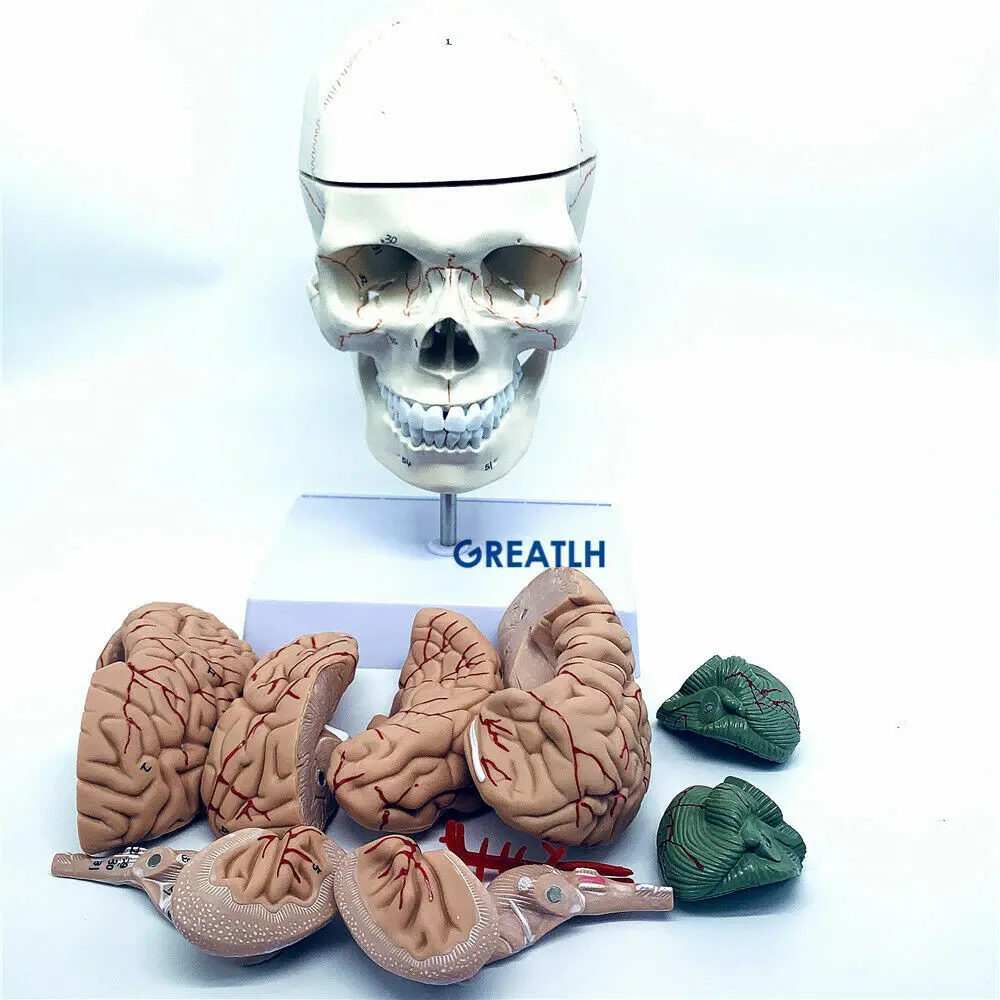 GREATLH Brain Anatomical Model - đánh giá và giá Medical Lab Study