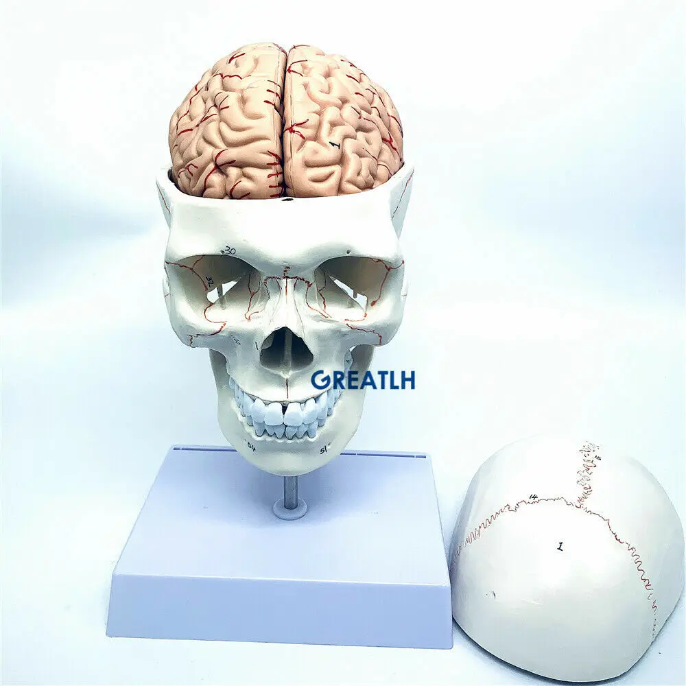 GREATLH Brain Anatomical Model - đánh giá và giá Medical Lab Study
