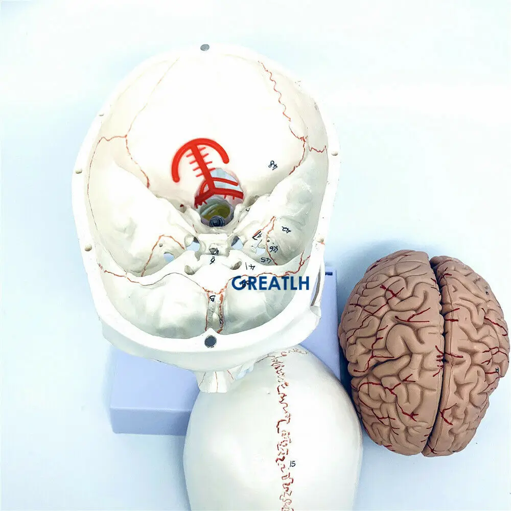 GREATLH Brain Anatomical Model - đánh giá và giá Medical Lab Study