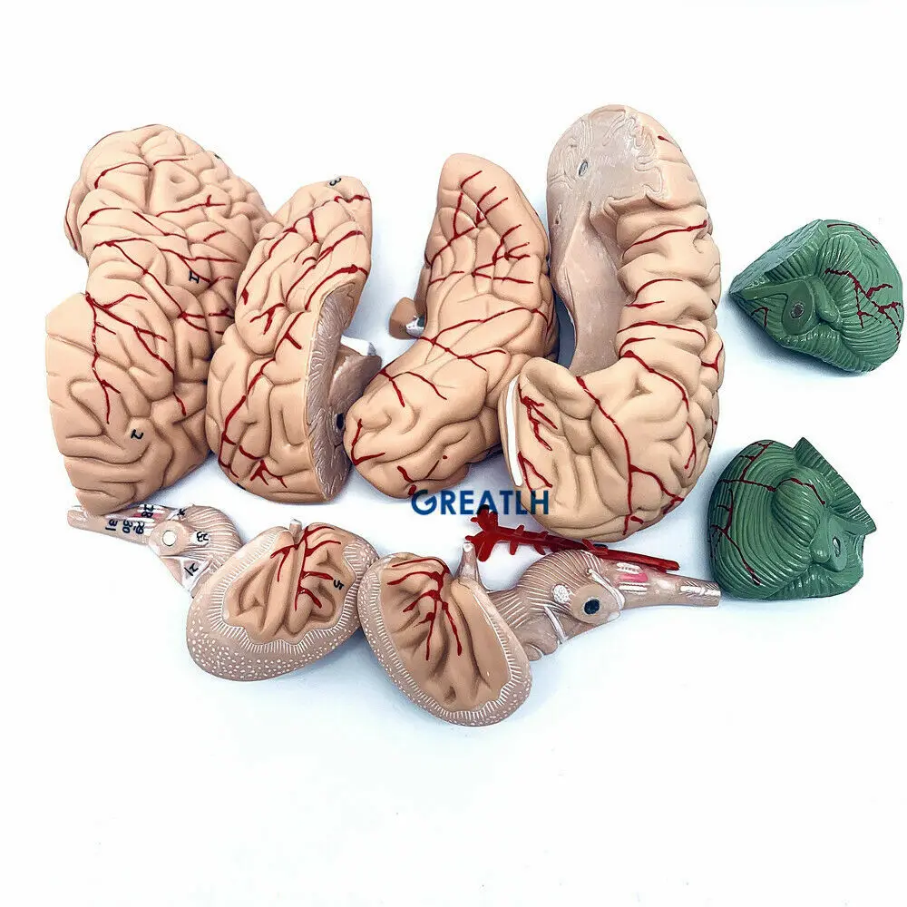 GREATLH Brain Anatomical Model - đánh giá và giá Medical Lab Study