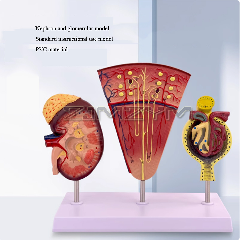 Kidney Model Structure Glomeru - đánh giá và giá Medical Lab Study