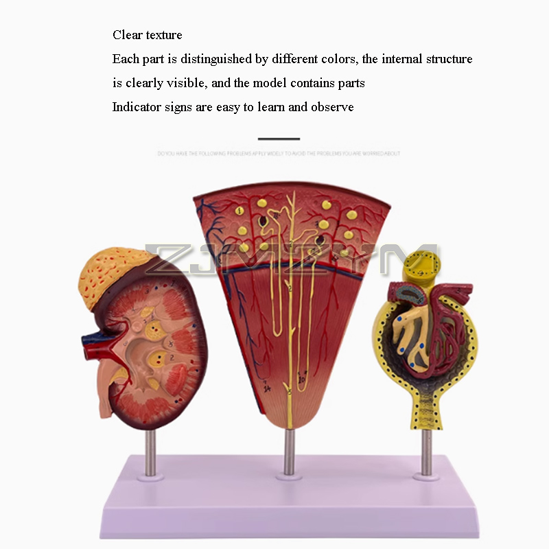 Kidney Model Structure Glomeru - đánh giá và giá Medical Lab Study