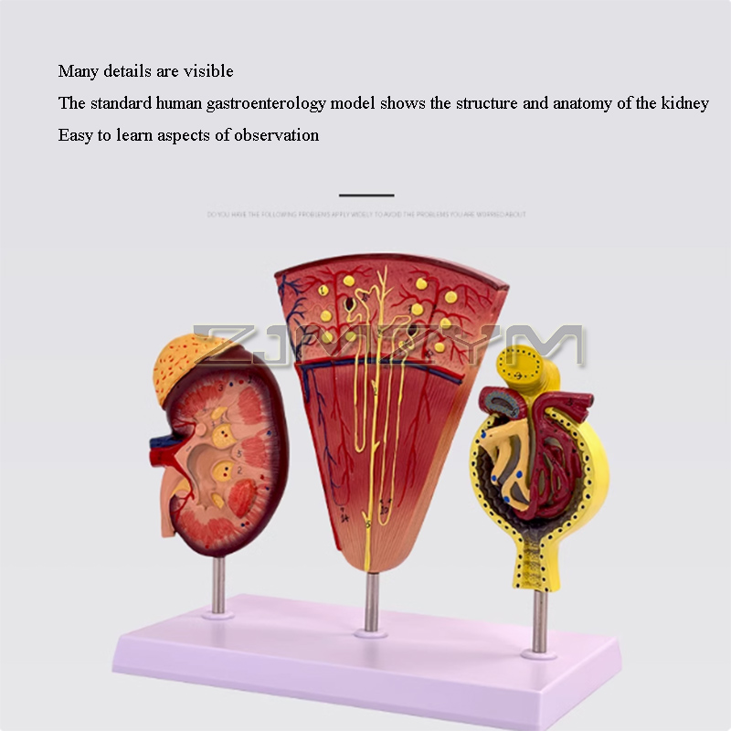 Kidney Model Structure Glomeru - đánh giá và giá Medical Lab Study