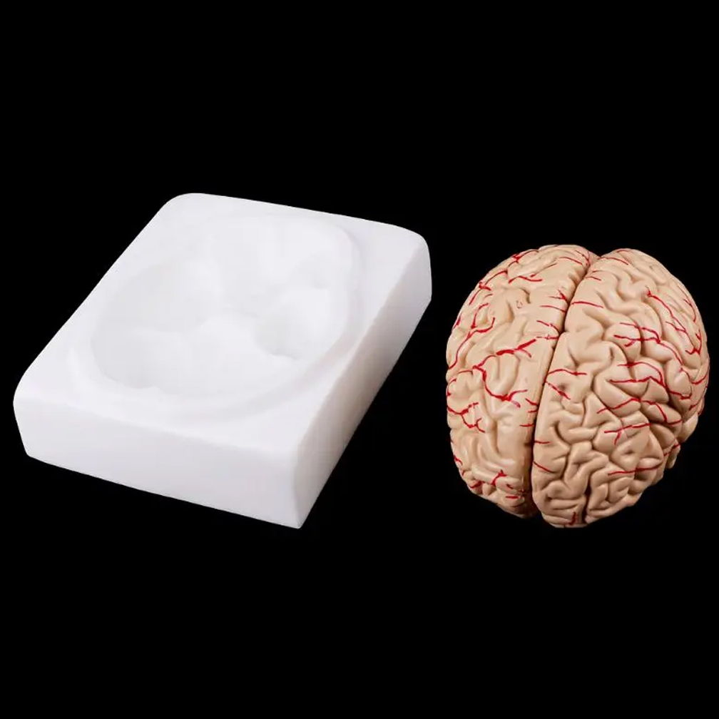Human Life Size People Brain F - đánh giá và giá Medical Lab Study